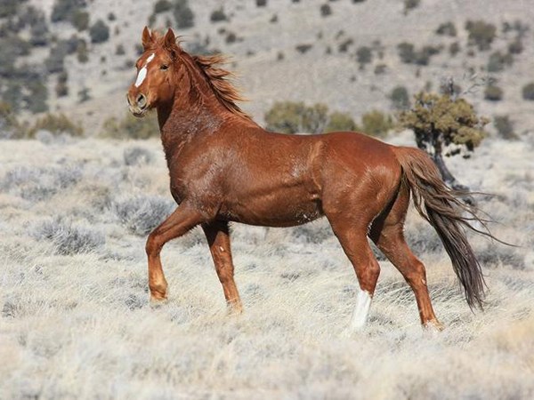 Vận trình suôn sẻ với số thịnh vượng tuổi Ngọ 5/12/2025