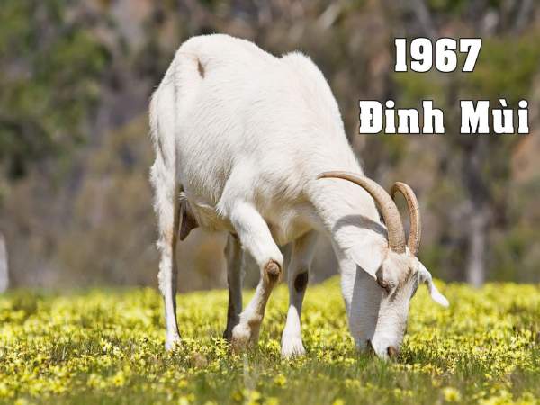 Số phát tài tuổi Đinh Mùi 18/10/2025 hút vận giàu sang